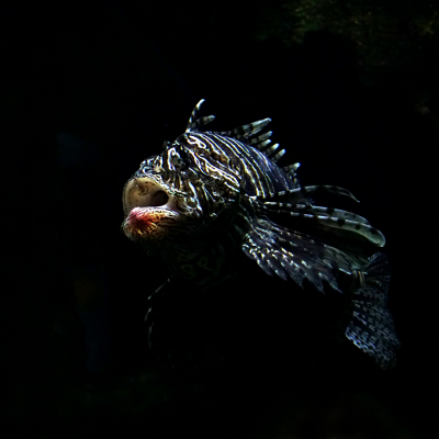 Lionfish, par Xavier E. G. Dierick